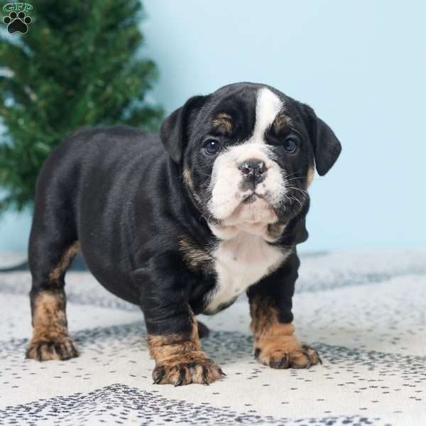 DANA, English Bulldog Puppy